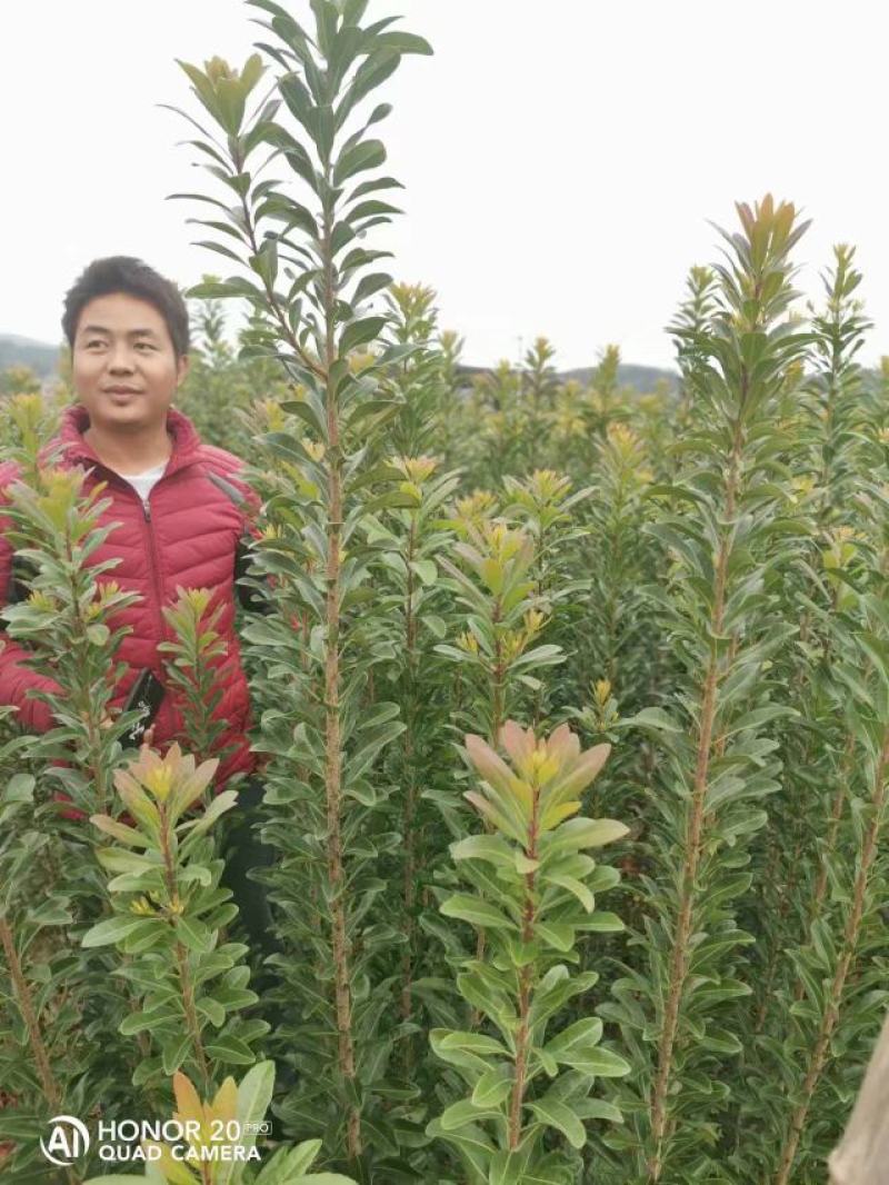 精品杨梅苗台梅王子安海，乌梅(荸荠）东魁杨梅，规格齐全