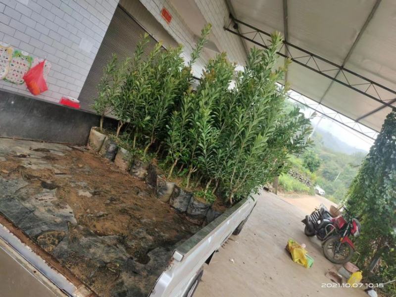 贵州六盘水市营养杯杨梅苗东魁荸荠台梅品质保障量大从优