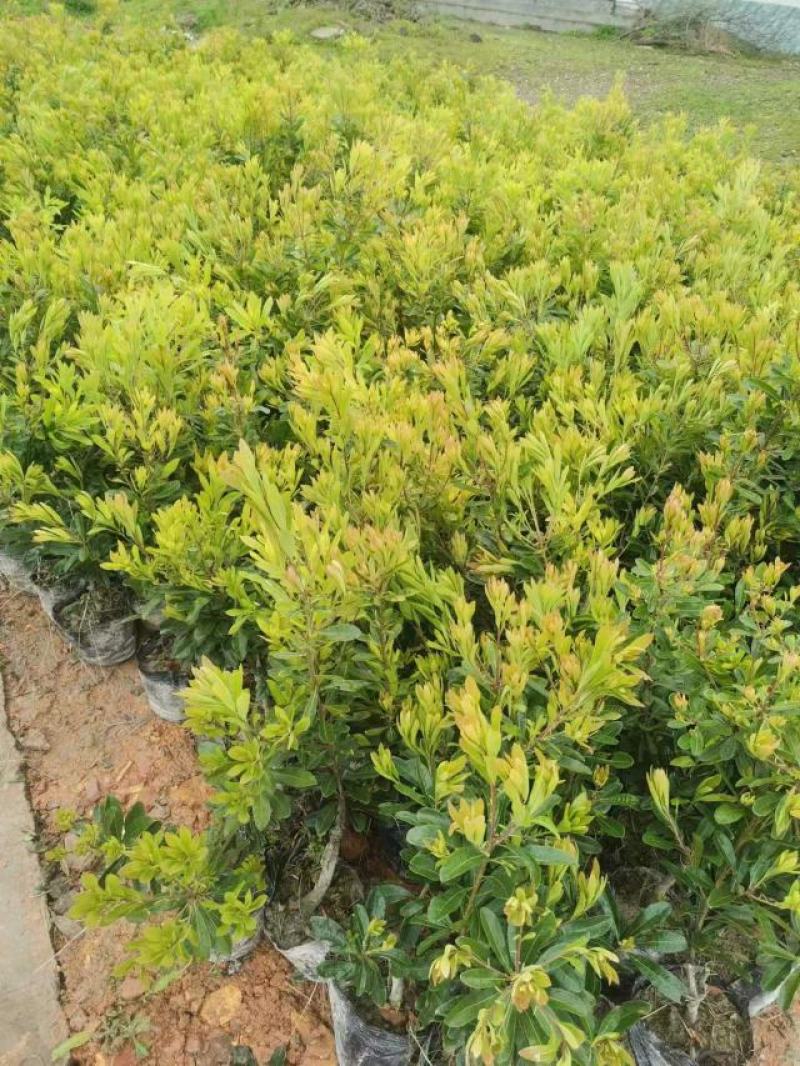 贵州六盘水市营养杯杨梅苗东魁荸荠台梅品质保障量大从优