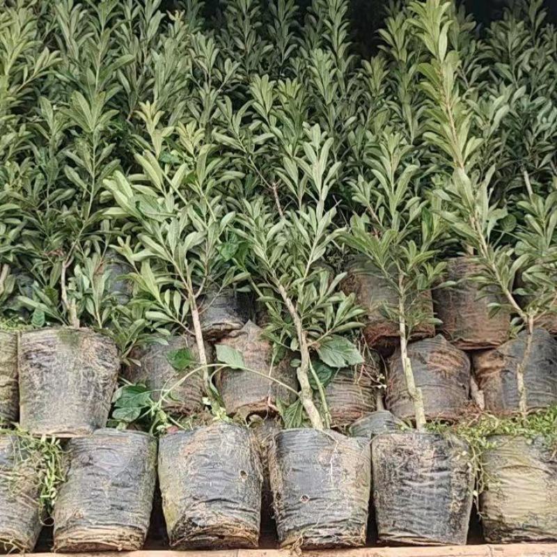 贵州六盘水市营养杯杨梅苗东魁荸荠台梅品质保障量大从优