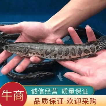 优质/杂交生鱼苗/黑鱼苗/抗病毒强/易养活/活体运输