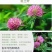 白三叶草种子红花绿化种子净籽草种易活四季草坪