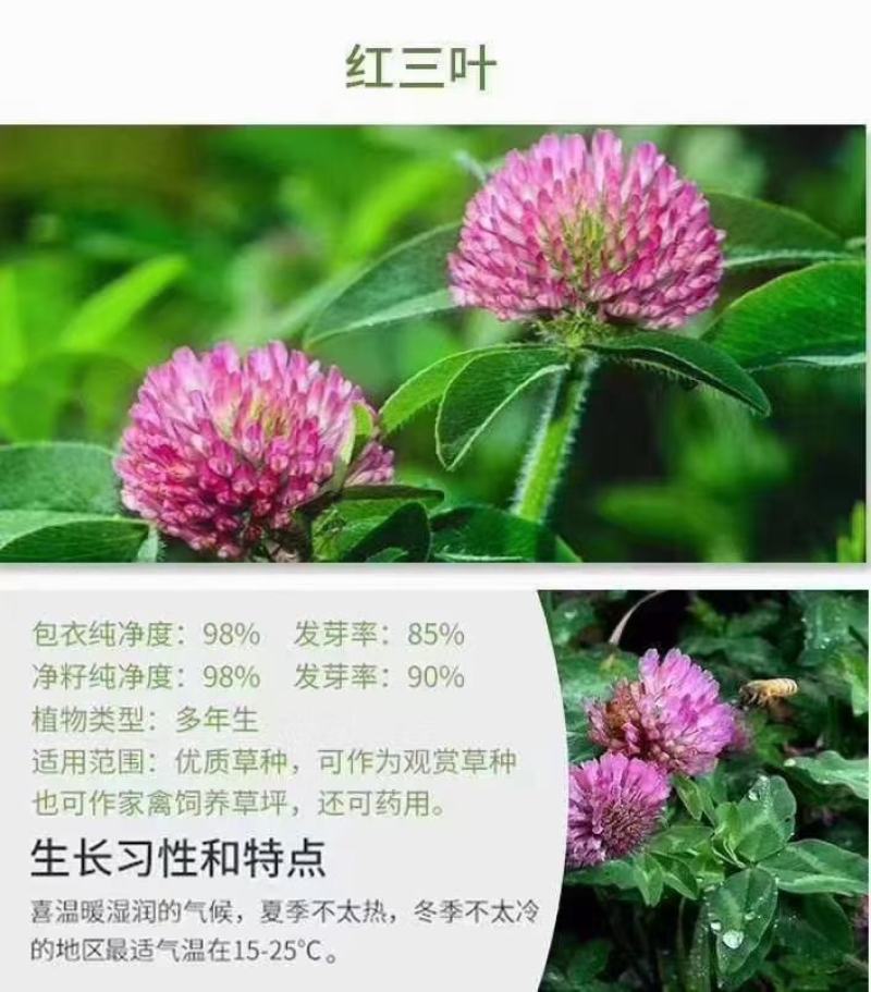 白三叶草种子红花绿化种子净籽草种易活四季草坪