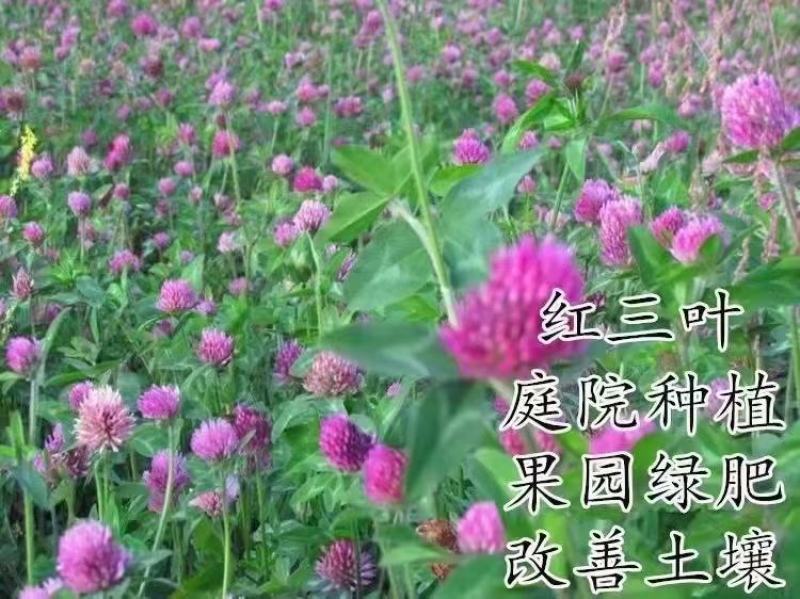 白三叶草种子红花绿化种子净籽草种易活四季草坪