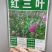 白三叶草种子红花绿化种子净籽草种易活四季草坪