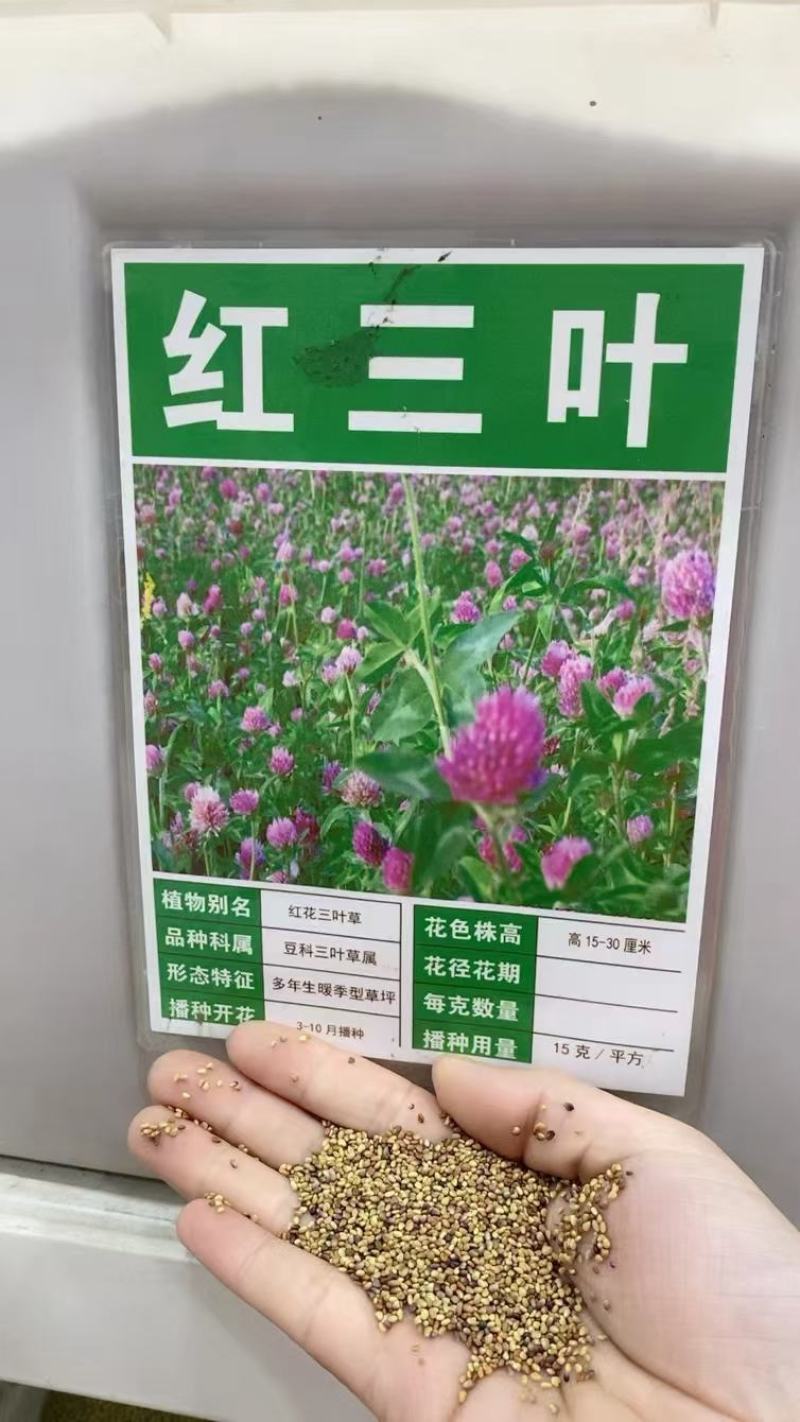 白三叶草种子红花绿化种子净籽草种易活四季草坪