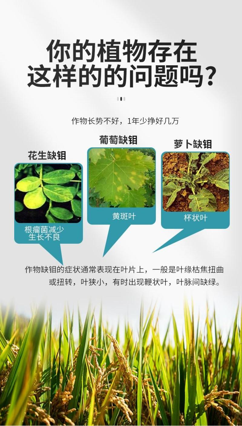 钼肥豆类作物果树专用钼肥叶片浓绿色泽好预防植株矮小