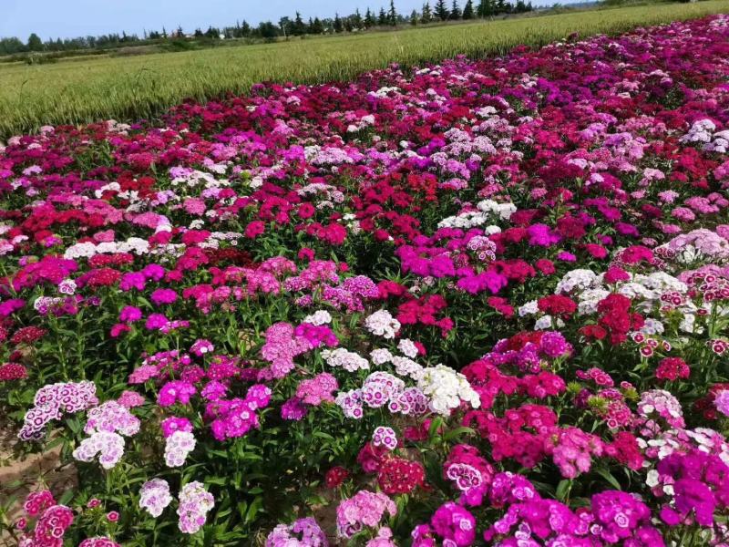 五彩石竹花种子花籽孑须苞石竹花种质量保障诚信为本等您来电