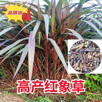 正宗巴西【红象草】种节红象草紫象草种节一年多生四季常青