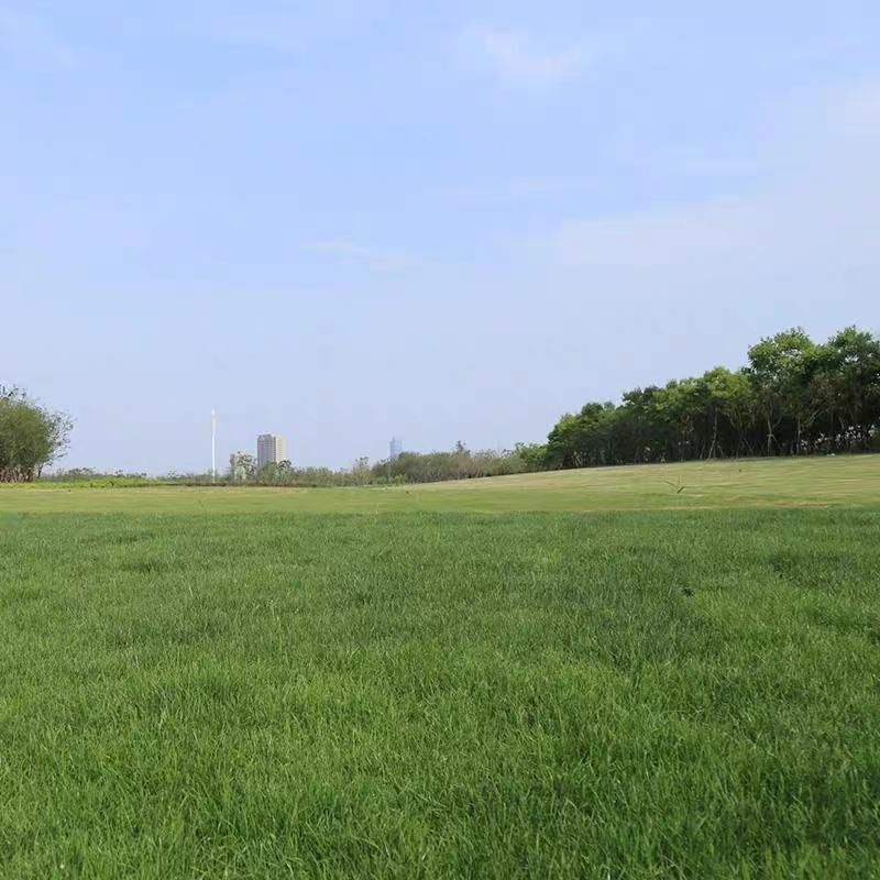 多年生黑麦草种籽四季常青庭院绿化护坡固土马尼拉免修剪草坪