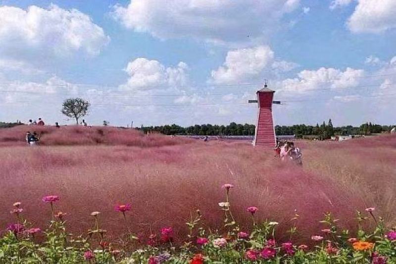 粉黛乱子草种籽毛芒乱子草花海粉米利庭院多年生观赏四季播网