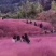 粉黛乱子草种籽毛芒乱子草花海粉米利庭院多年生观赏四季播网