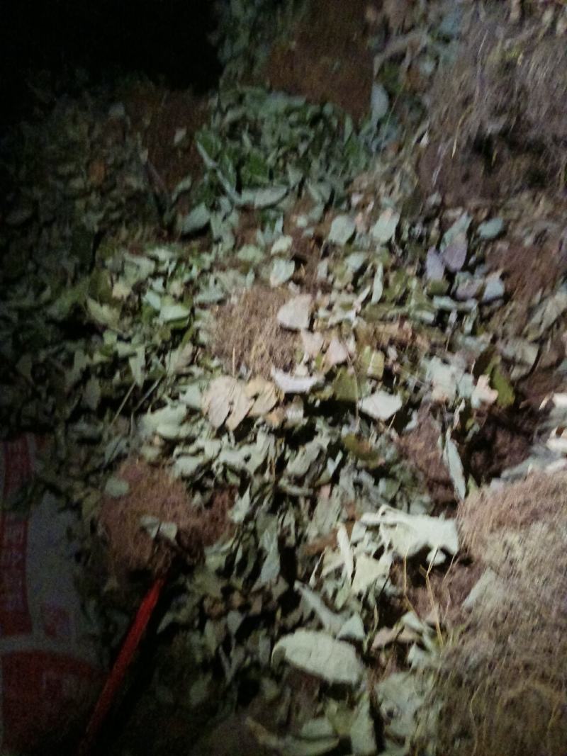 贵州野生淫羊藿产地一手货源交通方便品质优良