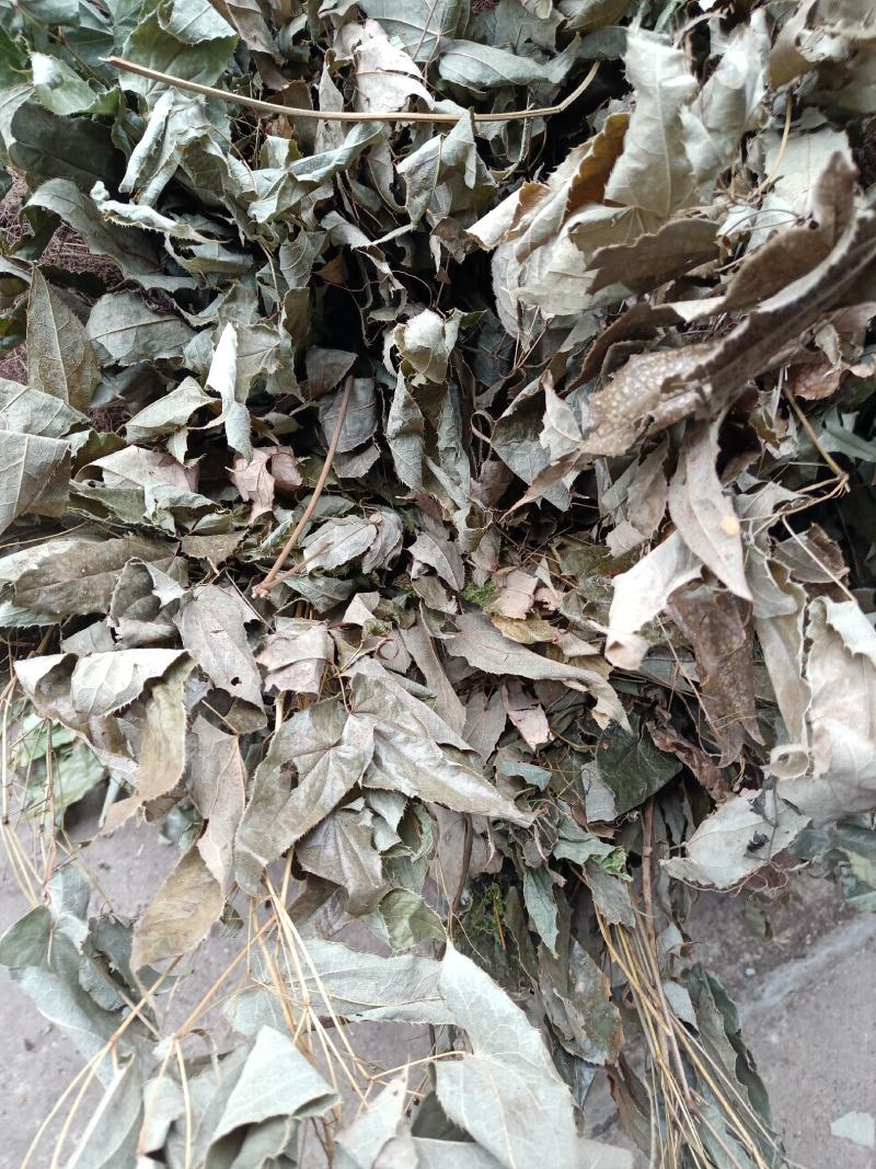 贵州野生淫羊藿产地一手货源交通方便品质优良