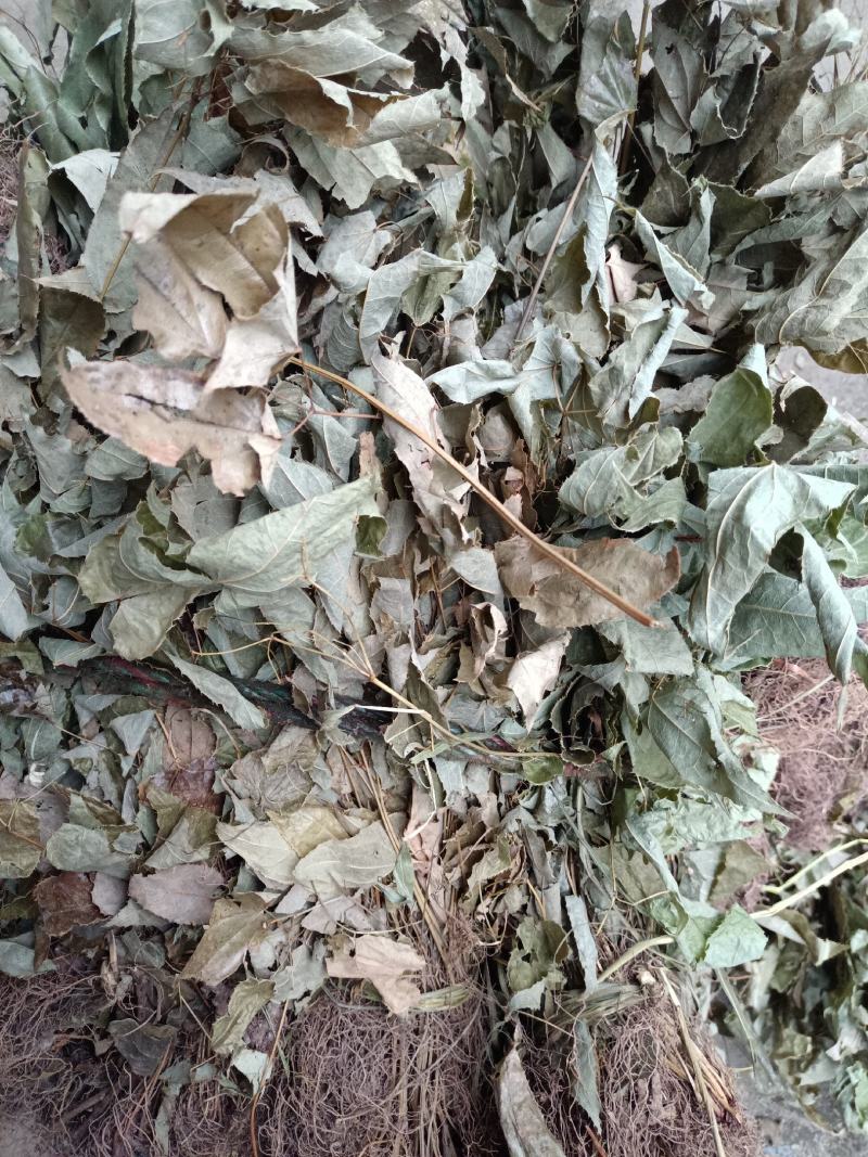 贵州野生淫羊藿产地一手货源交通方便品质优良