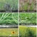 科迪华盖草能高效氟吡甲禾灵禾本杂草芦苇除草剂
