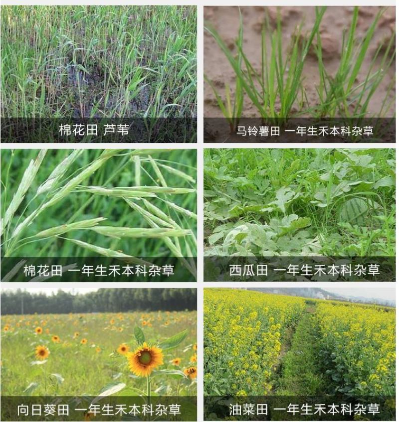 科迪华盖草能高效氟吡甲禾灵禾本杂草芦苇除草剂