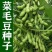 毛豆种子45天早熟大豆种子抗旱抗病矮杆高产非转基因豆种