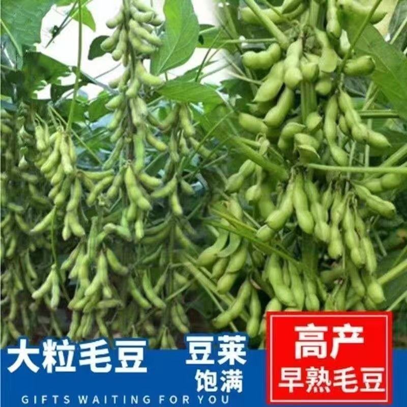毛豆种子45天早熟大豆种子抗旱抗病矮杆高产非转基因豆种