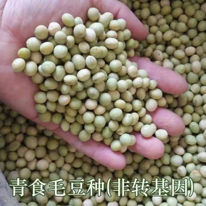 毛豆种子45天早熟大豆种子抗旱抗病矮杆高产非转基因豆种