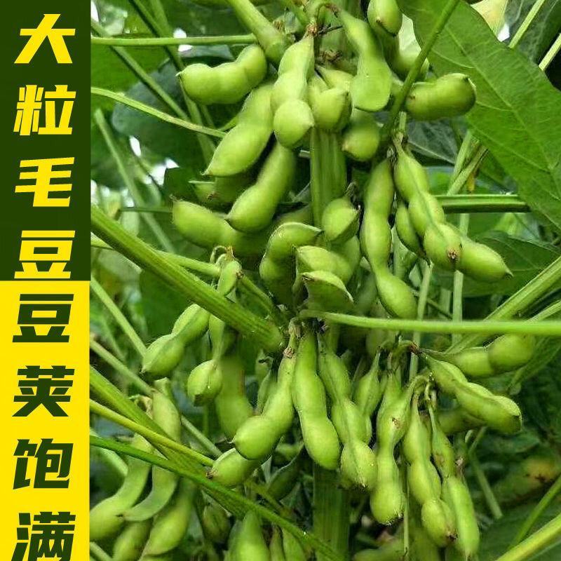 毛豆种子45天早熟大豆种子抗旱抗病矮杆高产非转基因豆种