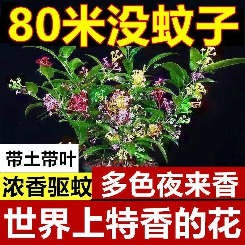 夜来香盆栽盆栽植物室内外阳台庭院驱蚊四季开花夜来香