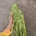 云南贡菜响菜无叶无皮_一级货