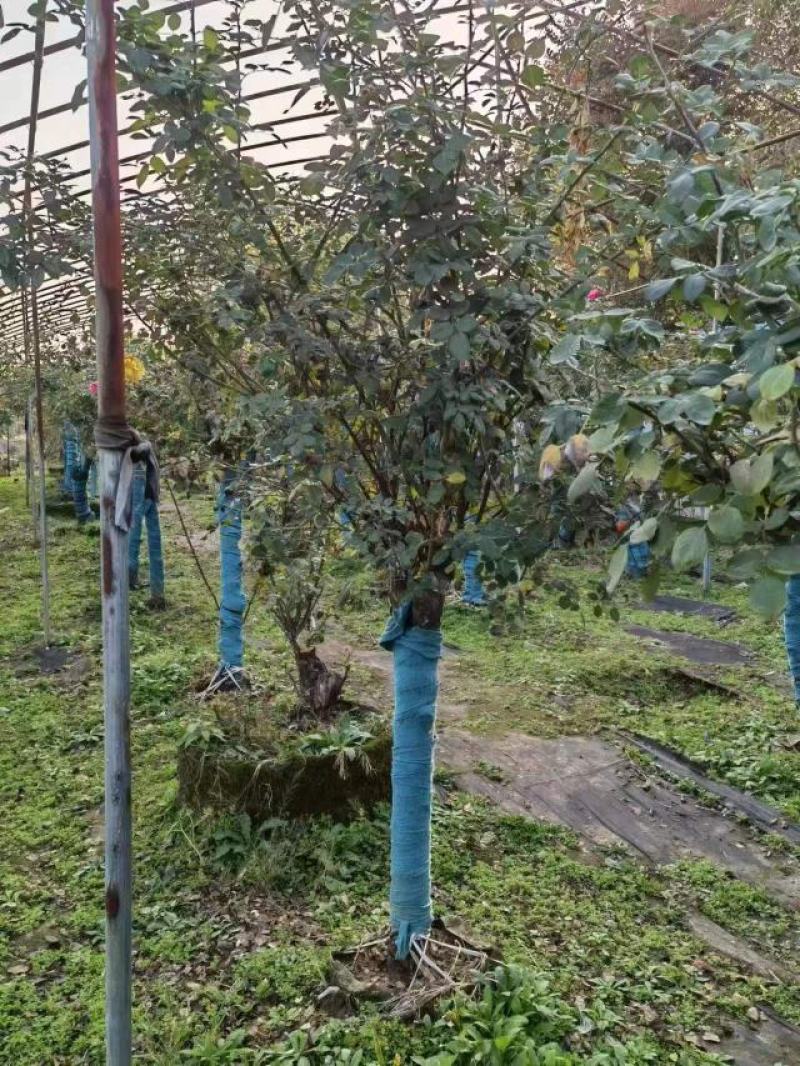树桩月季大花月季花粉扇绯扇1-15公分规格齐全