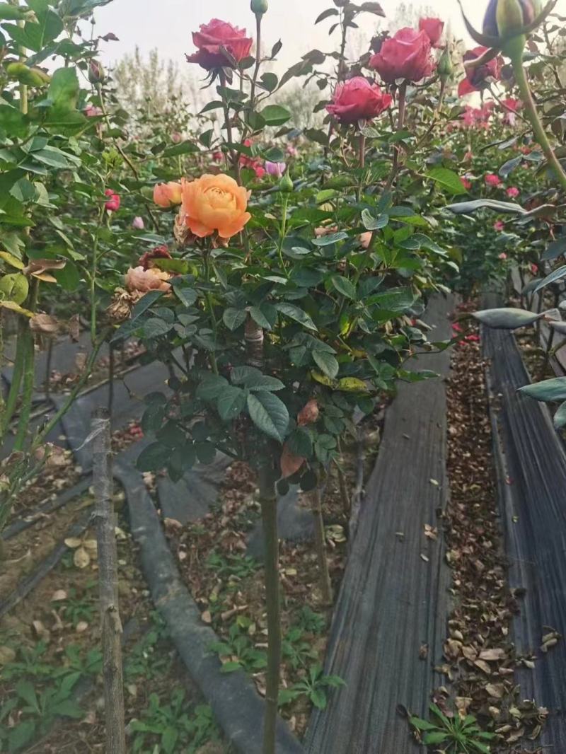 树桩月季大花月季花粉扇绯扇1-15公分规格齐全