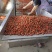 圣女果主产区大量有货口感好，颜色靓丽，果形美观