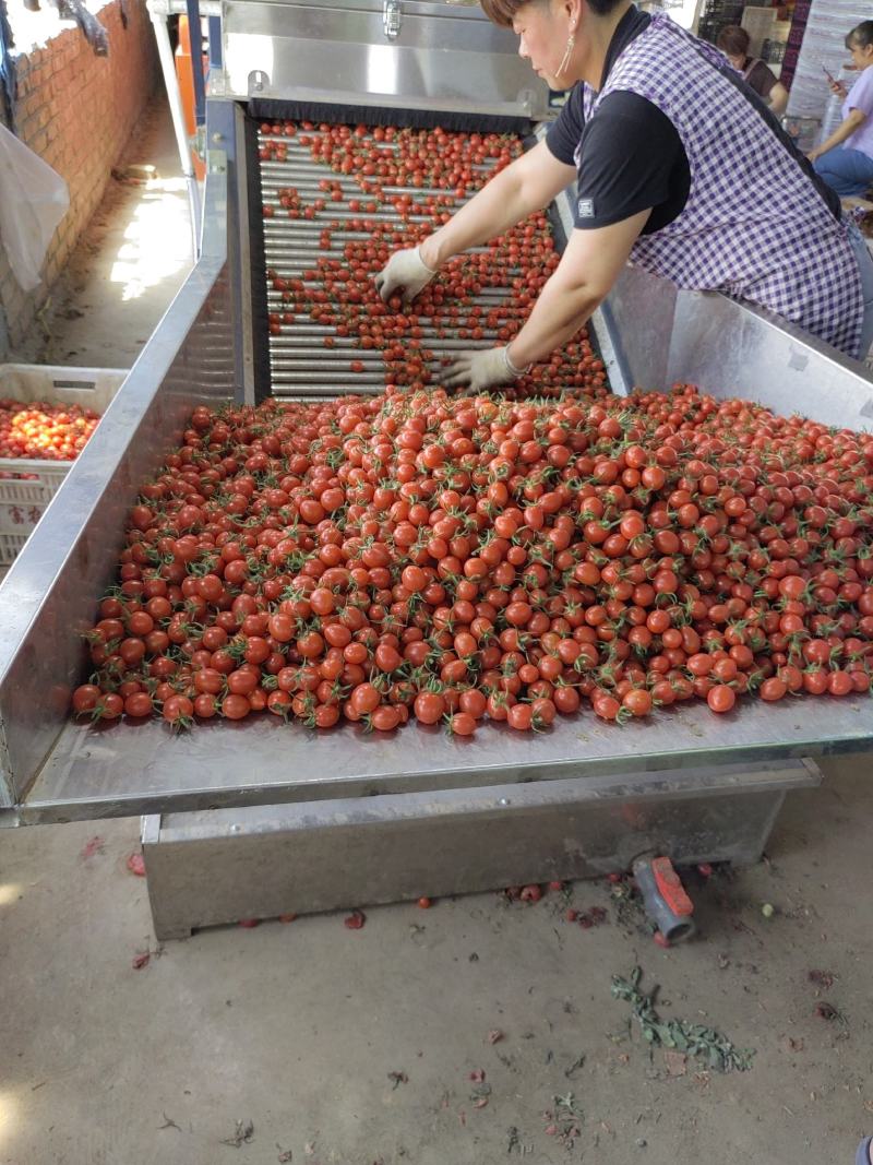 圣女果主产区大量有货口感好，颜色靓丽，果形美观