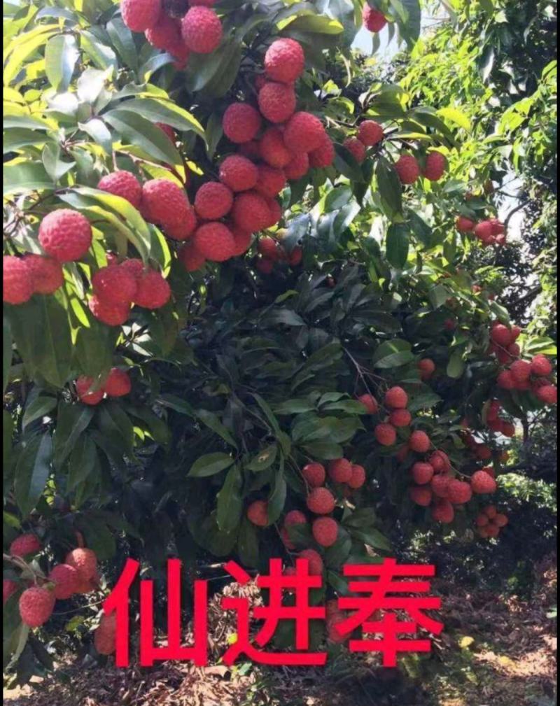 仙进奉荔枝苗，嫁接正品苗，可带原土球或营养杯出售！