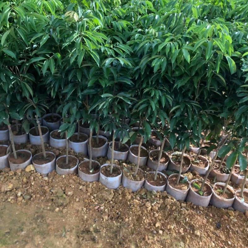 仙进奉荔枝苗，嫁接正品苗，可带原土球或营养杯出售！