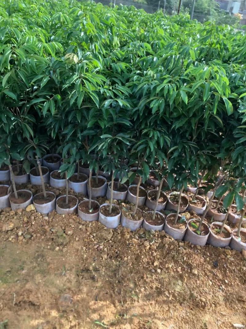 仙进奉荔枝苗，嫁接正品苗，可带原土球或营养杯出售！