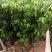 仙进奉荔枝苗，嫁接正品苗，可带原土球或营养杯出售！