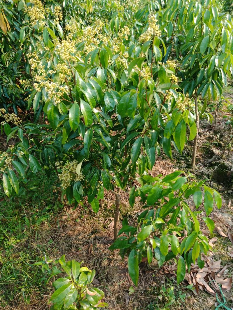 仙进奉荔枝苗，嫁接正品苗，可带原土球或营养杯出售！