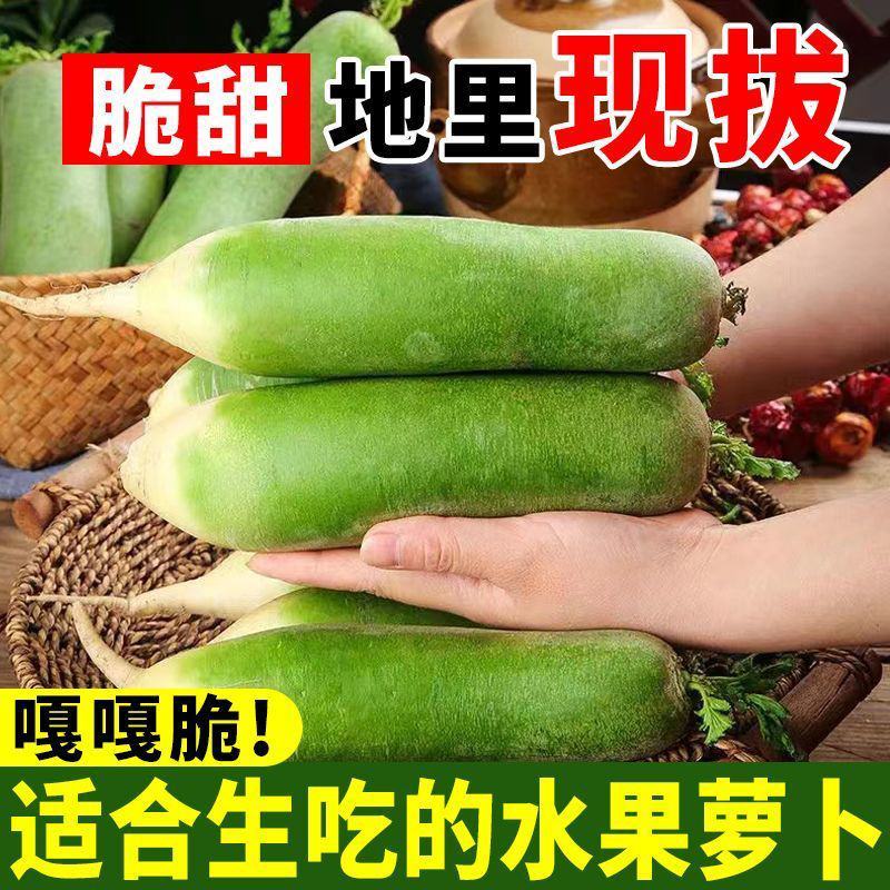 萝卜水果萝卜青萝卜沙窝萝卜潍县萝卜产地直发一件代发