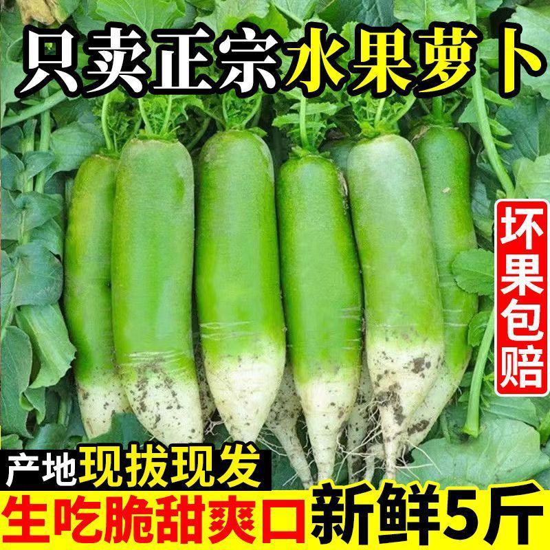 萝卜水果萝卜青萝卜沙窝萝卜潍县萝卜产地直发一件代发