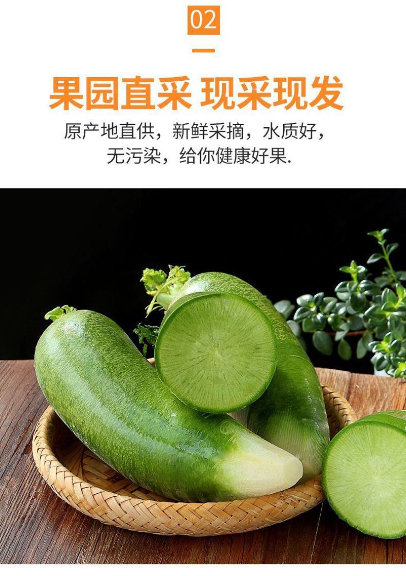 萝卜水果萝卜青萝卜沙窝萝卜潍县萝卜产地直发一件代发