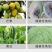 安道麦可力得10177%氢氧化铜早疫病溃疡病杀菌剂