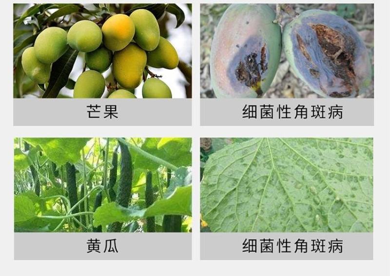 安道麦可力得10177%氢氧化铜早疫病溃疡病杀菌剂