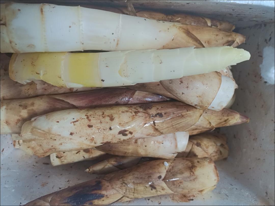 雷竹笋不同保存状态对比图