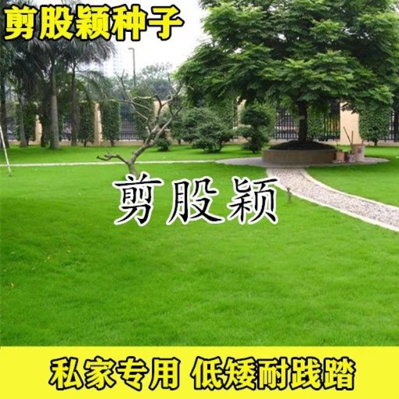 进口匍匐型剪股颖草籽种高尔夫球场庭院别墅绿化工程草坪草籽