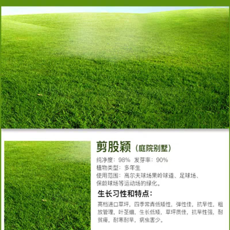 进口匍匐型剪股颖草籽种高尔夫球场庭院别墅绿化工程草坪草籽