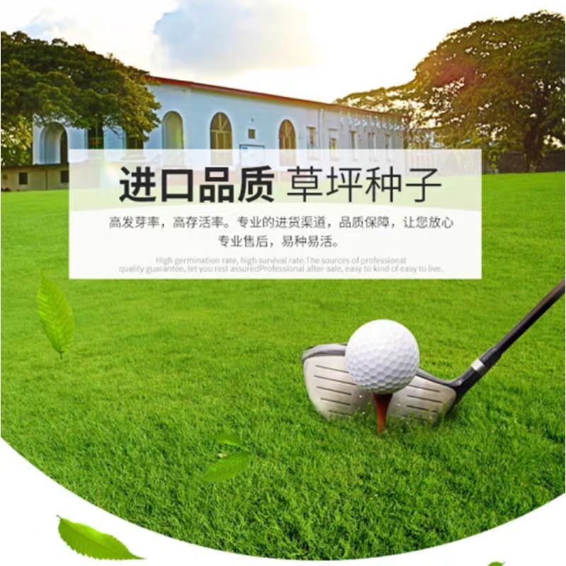 进口匍匐型剪股颖草籽种高尔夫球场庭院别墅绿化工程草坪草籽