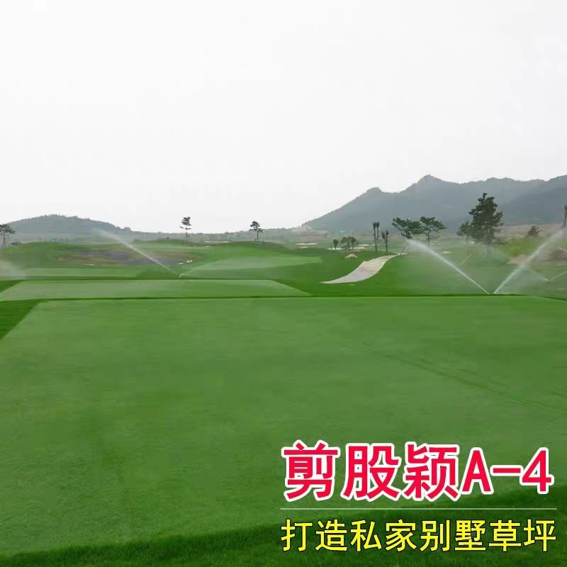 进口匍匐型剪股颖草籽种高尔夫球场庭院别墅绿化工程草坪草籽