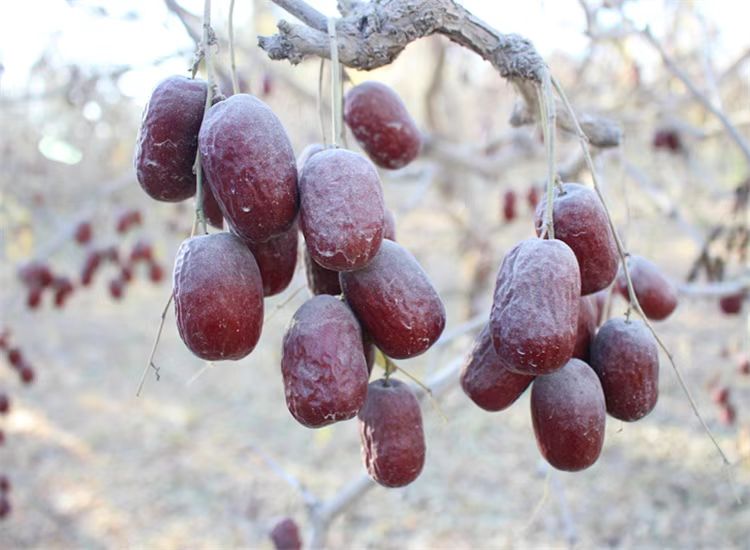 若羌红枣成熟挂枝图