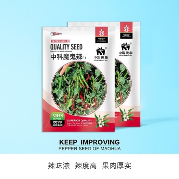 中科魔鬼辣辣椒种子，辣味浓辣度高，肉厚，耐贮运
