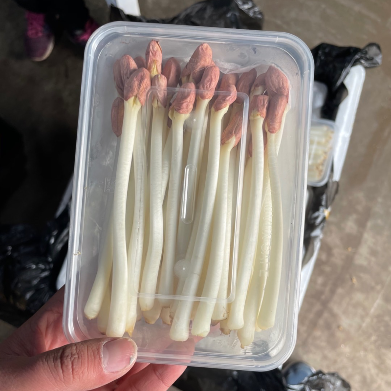 精品花生芽