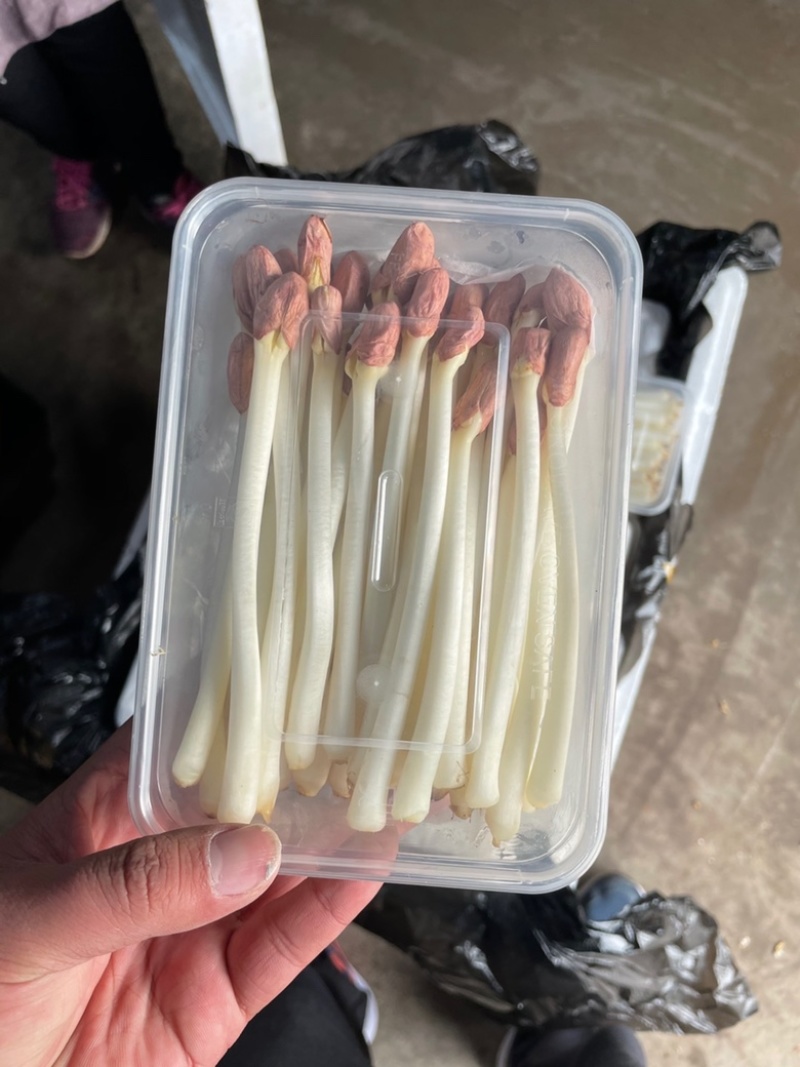 精品花生芽